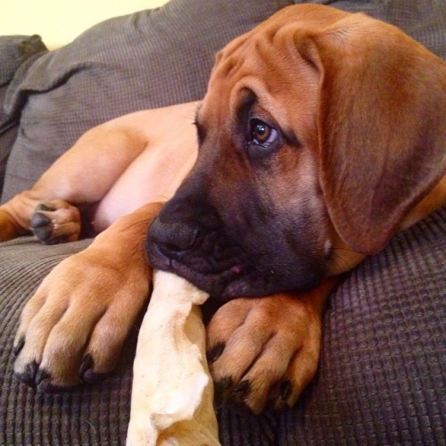 Sweet little Mack has taken my spot on the couch, and teething on that rawhide. #Mackthedaniff #dani