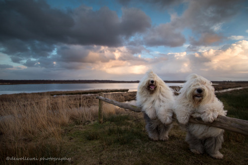 coffee-tea-and-sympathy: The everyday adventures of a couple of shaggy old English sheepdogsby Cees 