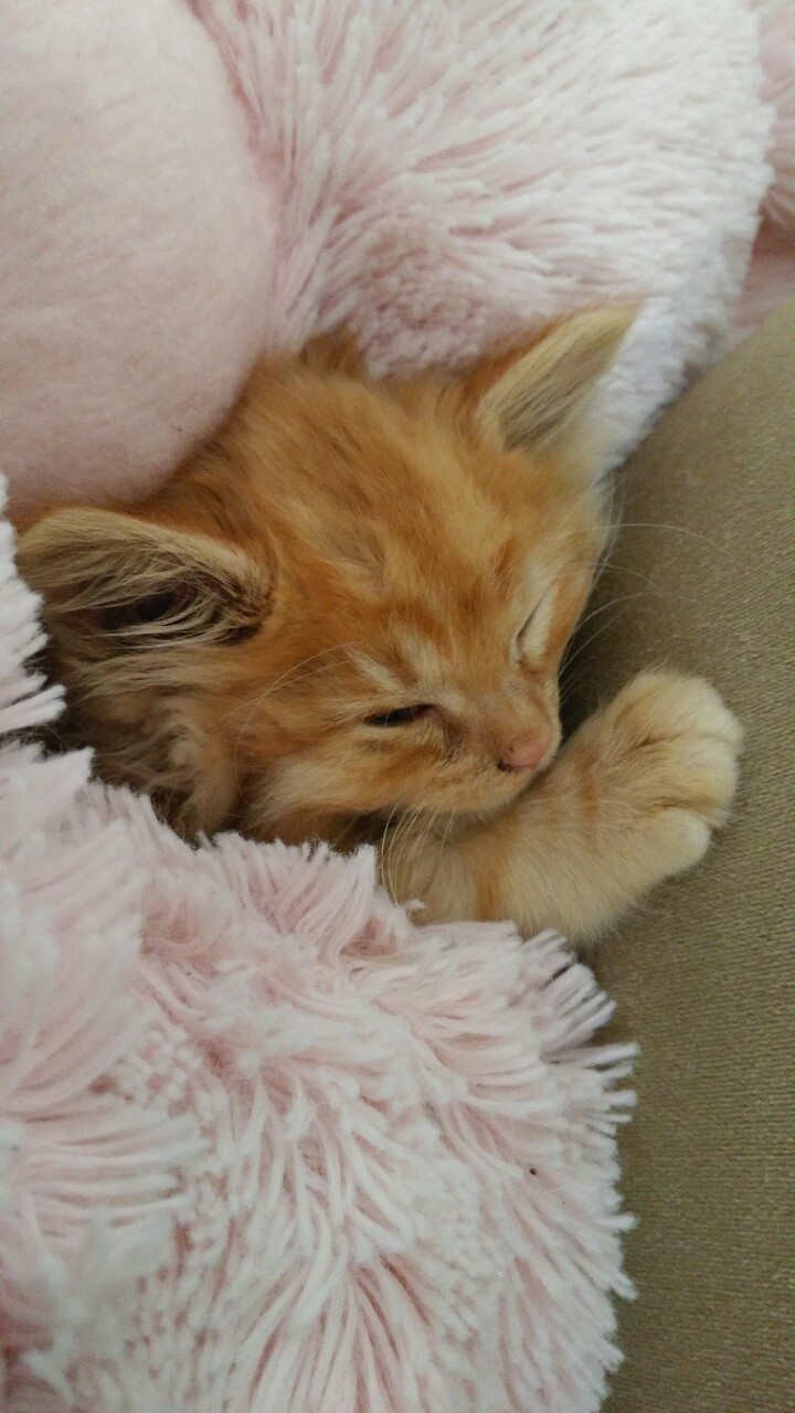 kittenluvsstarlord:Guys look at this cute baby ☺💕 