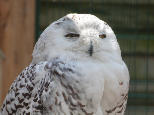 pychopath: frizzbutt:  owls are some of the most expressive birds like they are living cartoons. i love them  @dubydoods 