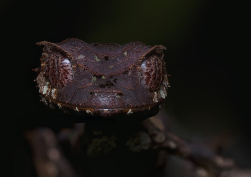 torridgristle: Satanic Leaf-tailed gecko (Uroplatys phantasticus)