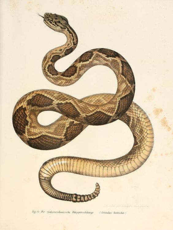 leaddust:  biological illustrations  serpents   