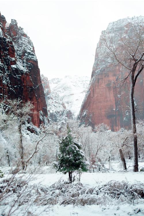 oneshotolive:  Zion national park (3607x5411) OC 📷: mintspit 