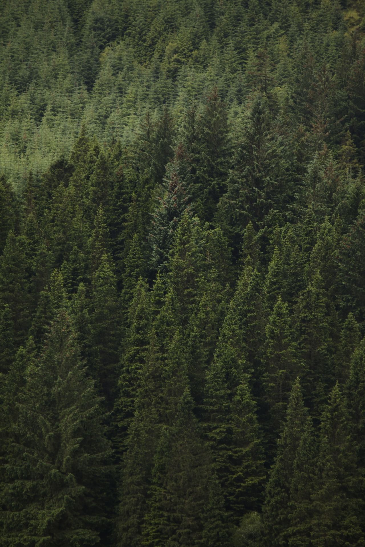 kylebonallo:  by Kyle Bonallo