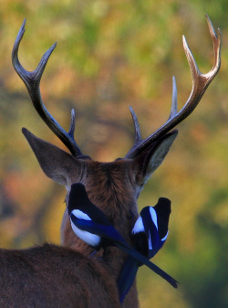 h4ilstorm:  Deer with Magpies (by paulafrenchp) 