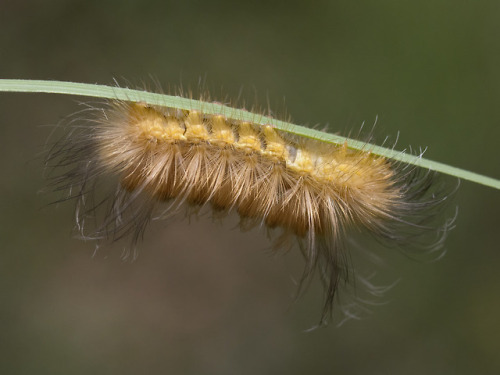 textless:Nonstop caterpillar party.  Cochise County, Arizona, summer to fall 2018.