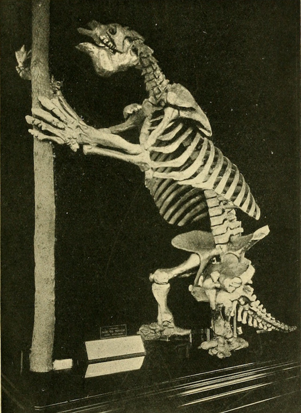 nemfrog — Cast of the 14′ high skeleton of a giant sloth...