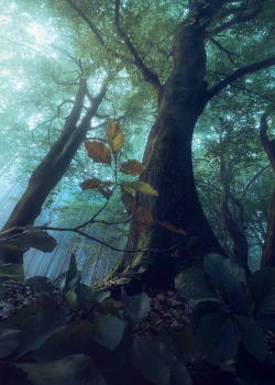 coiour-my-world: “The Dark Forest” || laanscape