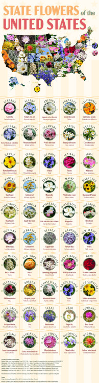 State Flowers of the US via @ http://www.liveinfographic.com/…