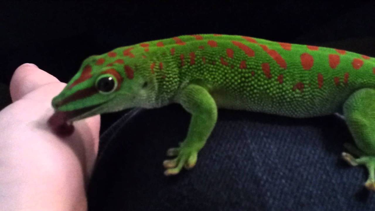 geckopaws:  an important image genre: day geckos licking things 
