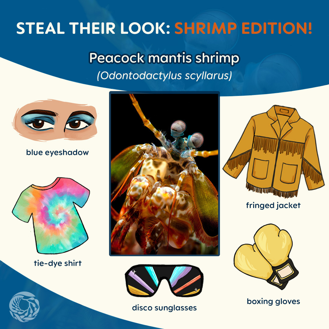 An image titled “steal their look: shrimp edition” displays a photo of a peacock mantis shrimp (Odontodactylus scyllarus). The close up photo of the shrimp highlights their round fly-like eyes and their colorful claws and antennas. Illustrated assets surrounding the photo in the center provide recommendations on how to look like this shrimp. The suggested items are: blue eyeshadow, a tie-dye shirt, a pair of disco sunglasses, boxing gloves, and a fringed jacket. On the lower left corner of the image, the Monterey Bay Aquarium logo is positioned as a watermark.