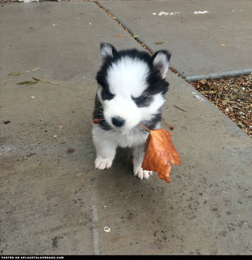 aplacetolovedogs:New little Husky puppy Toro with a leaf. How cute is that? jacobhurstVisit our post
