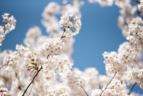 Cherry blossoms in and around Jeongdok Public Library.