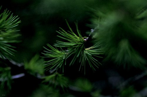 Walking The Woods #294 *june-dec 2017