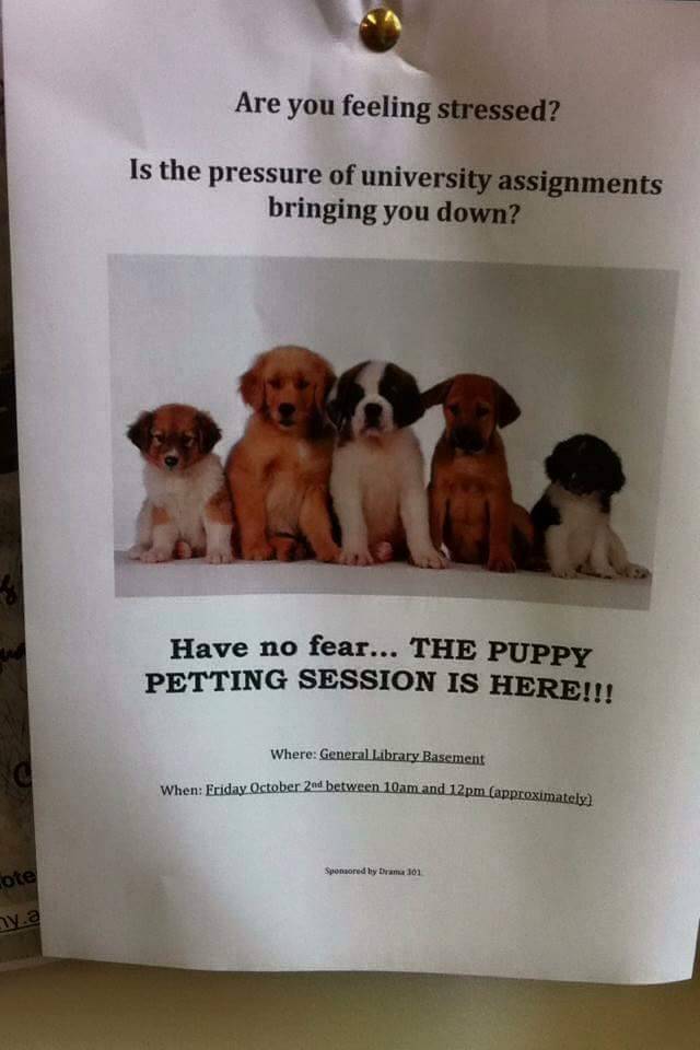 megalesbian6000:  meladoodle:  There was a puppy petting session at uni today and