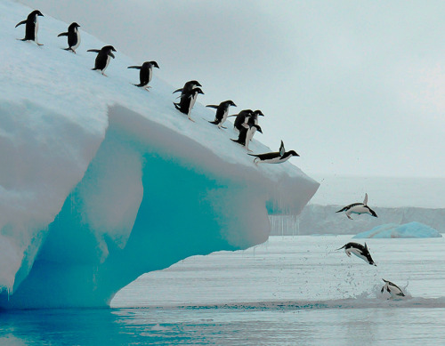 Adelie penguins group dive Photo by Lois Summers (Troutdale, Oregon Antarctic PeninsulaVIA SMITHSONI