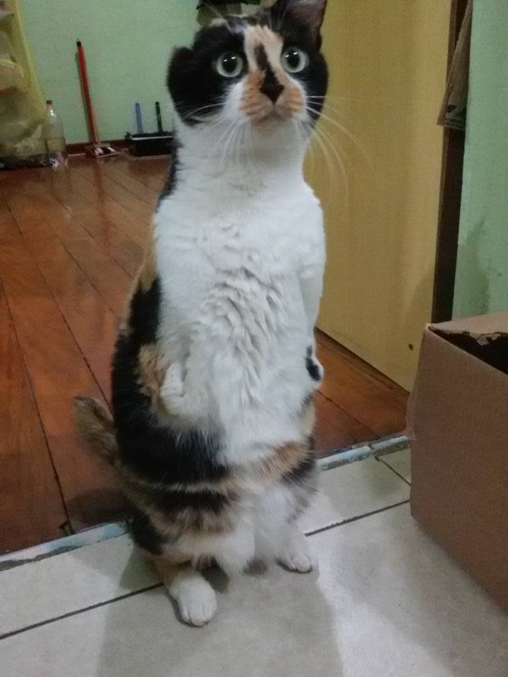 catsbeaversandducks:  Esperança She was born without front paws and an ear, but it