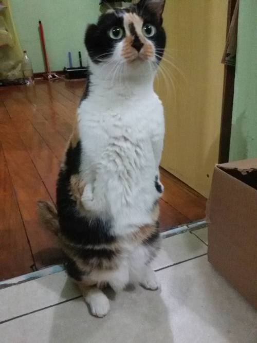 fuzzykitty01:  tamashiihiroka:  catsbeaversandducks:  Esperança She was born without front paws and an ear, but it didn’t stop her from walking,  playing in boxes, climbing on furniture, using her litter box all by herself and being very happy. Esperança