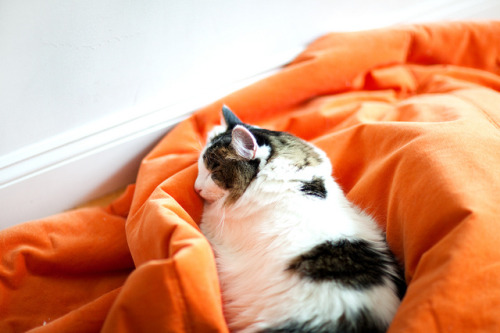 pleth0ria:  by colormekatie 