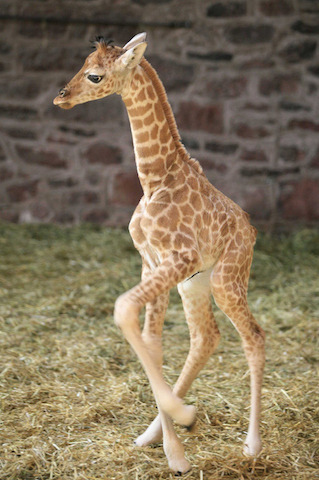 Baby Giraffesby Buzzfeed.com