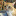 neyruto:  teffysayshi:  Pretty sure that Ash’s pikachu doesn’t want to evolve