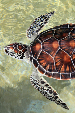 archangvl:  Cayman Turtle | Carey Chen