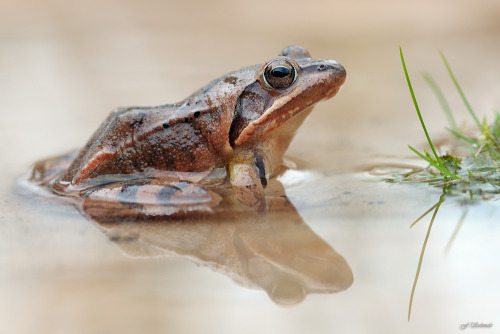gentlemanfisherman: Frog. By: Frank Schmole Lithobates sylvaticus