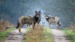 sisterofthewolves: Picture by Mark Bittner Wild Eurasian wolves