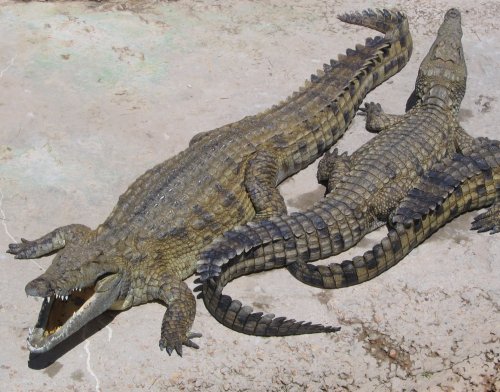 the-future-now: Man-eating crocodiles from the Nile are now in Florida Florida, home to giant, kille