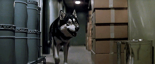 devnaut:areax:Jed portrayed the shapeshifting alien taking the form of a Norwegian dog in John Carpe
