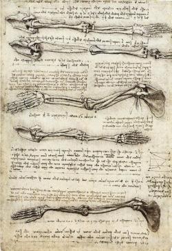mydarkenedeyes:  Leonardo da Vinci. 1. Studies of the arm showing the movements made by the biceps (c. 1510)2. Studies of the muscles of the neck, shoulder, chest and arm (c. 1509-10)3. View of a skull (c. 1489) 