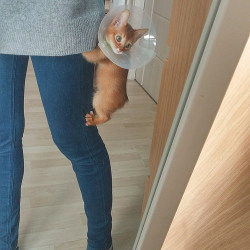 kittensoftheworld:우리 홍시의 개인기👏