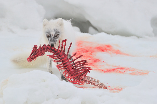 finding-homo:4200 year-old white fox Queen, Bo’Nyd, stands atop her ice dominion eager to fight with