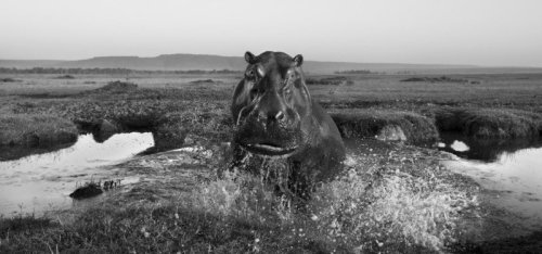 bobbycaputo:  Black and White Photos of the Wildlife in ‘The Mara’ in Kenya by  Anup Shah  