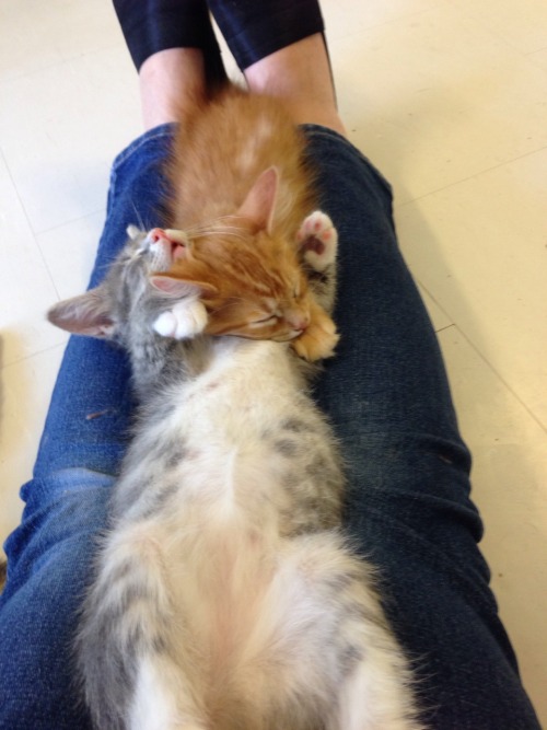 theplaysickkitten: Two years old, but in honor of cute kittens and kitten season, here’s reblo