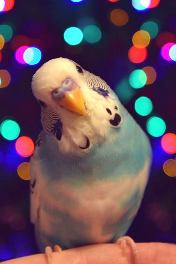 valenthebirb: budgiechops:  Festive budgies! Pixel didn’t want to pose for the