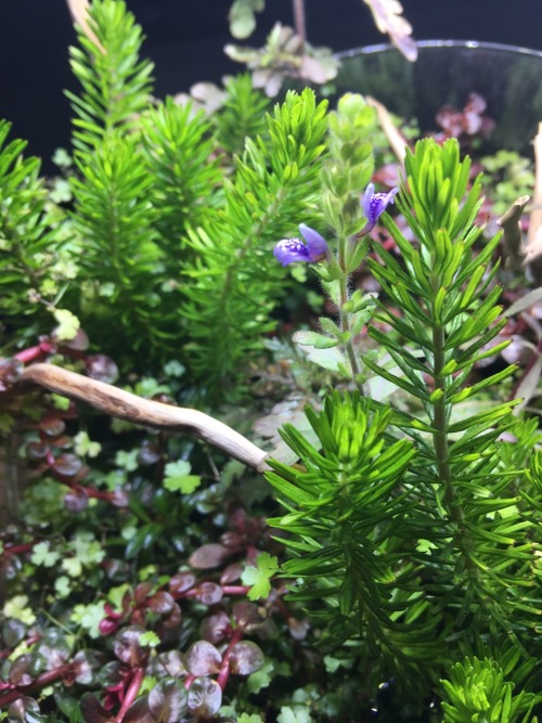 Wabi Kusa | Hygrophila pinnatifida flowering