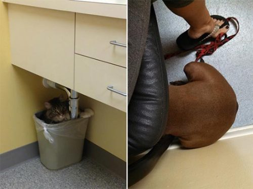 ohneooo:missredaholic:iraffiruse:Pets don’t like the vet  awww  I CANT HANDLE THIS POST