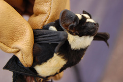 Sevenpencee:   Niumbaha Superba, Or The Badger Bat Or The Panda Bat! Originally Classified