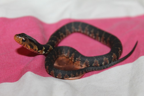 snakesenpai:Nāmaka ft. penny for size comparison.She’s one small macaroni.