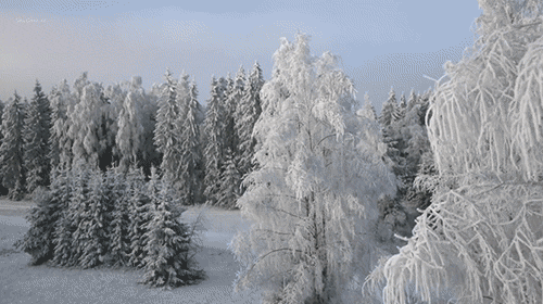 naturegifs:Frosty, snowy, white | Siim Janes