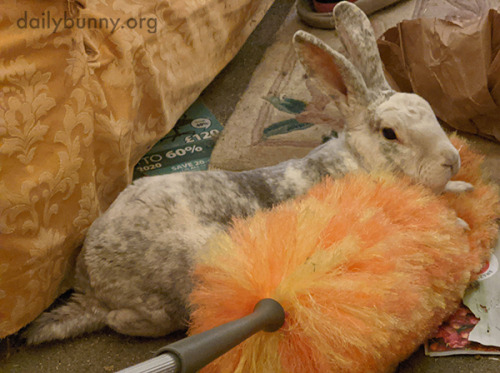 Bunny and His Best Friend… the Feather DusterHappy Bunday! Thanks, David and bunny Bobby! Dav