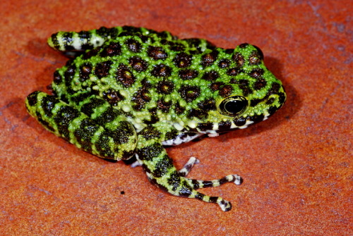 toadschooled:The Ishikawa’s frog [Odorrana ishikawae] is a species endemic to Okinawa Island in Japa