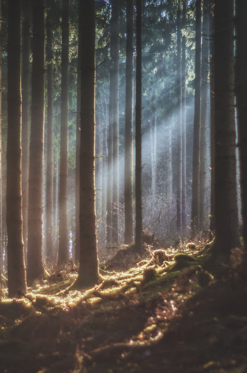 pixelcoder:“And it happend late, for the first time I felt understood” - German Woodlands - Mai 2k18

Prints  | Instagram 