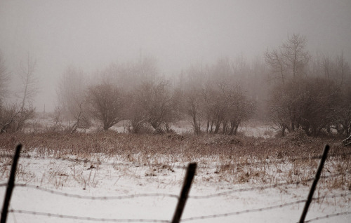 thisherelight:lines which keep us apart/together / alberta / i.m. ruzz