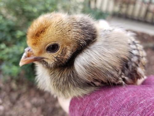 chickenkeeping:a perfect handful of babie