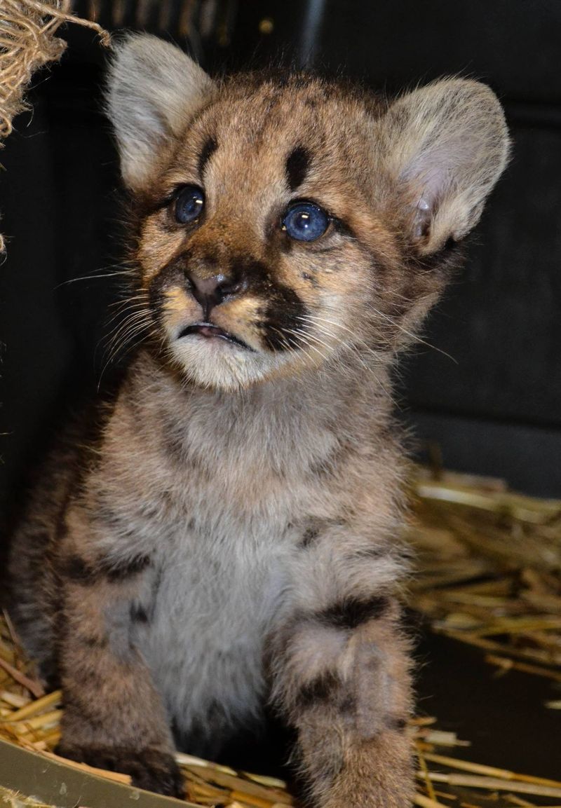 awwww-cute:  This little guy was found lost and alone on someone’s doorstep. 3