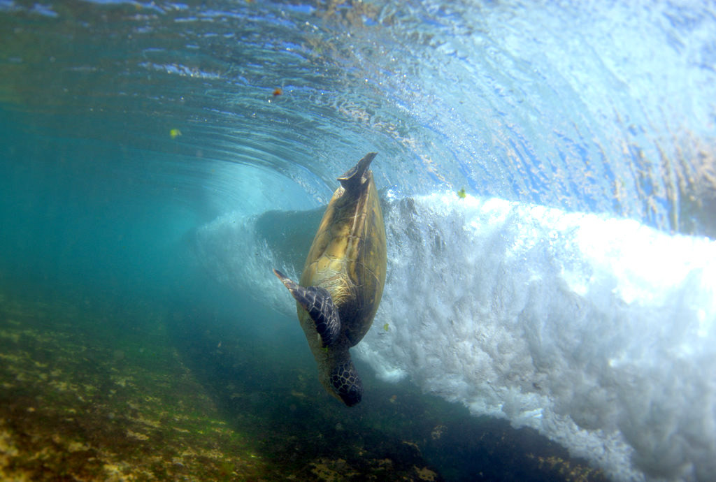 nubbsgalore:  endangered hawaiian green sea turtle (or honu in hawaiian) swimming