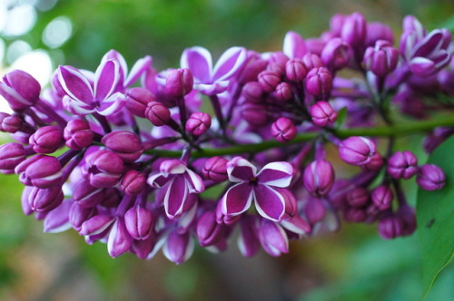 flora-file: flora-file:My Own California Superbloom in my front yardLast Year… This year looks p