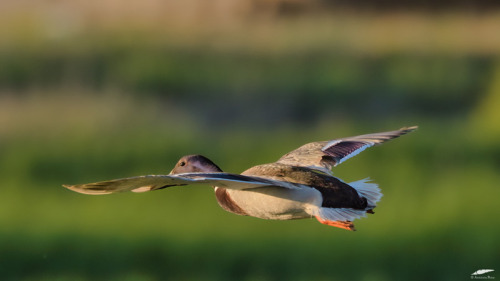 Mallard - Pato-real (Anas platyrhynchos): maleVila Franca de Xira/Portugal (5/05/2022)[Nikon D500; A